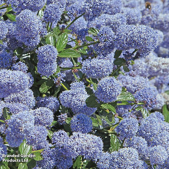 Ceanothus thyrsiflorus var. repens