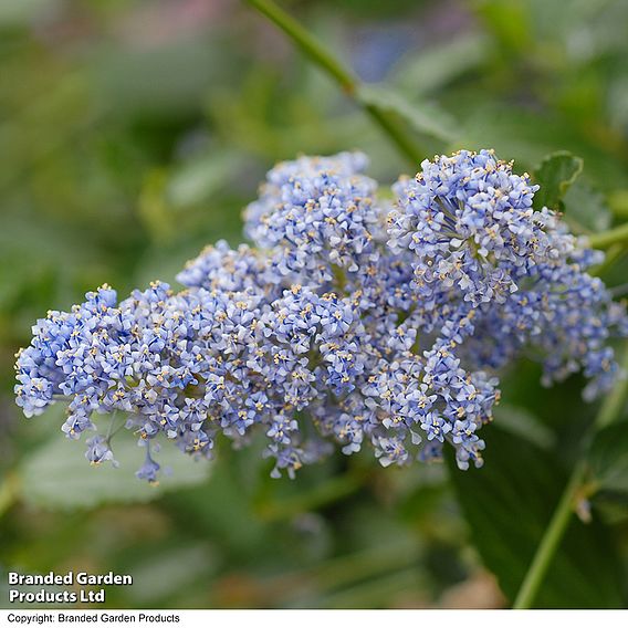 Ceanothus thyrsiflorus var. repens