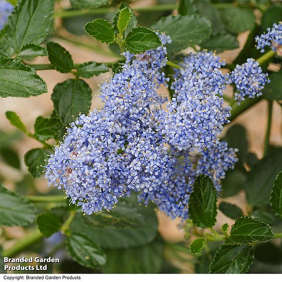 Ceanothus thyrsiflorus var. repens