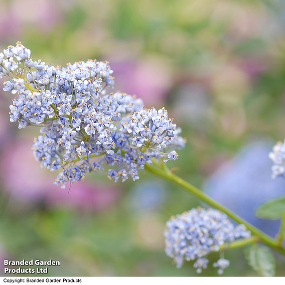 Ceanothus thyrsiflorus var. repens