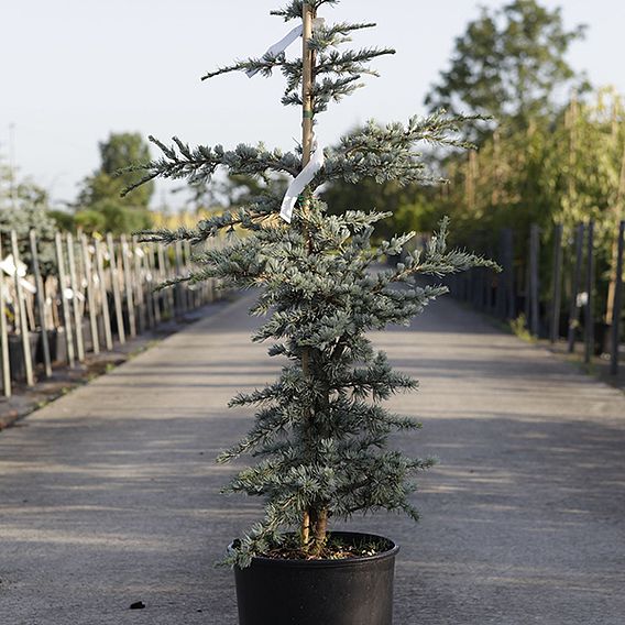 Cedrus libani 'Horstmanns Silberspitz'