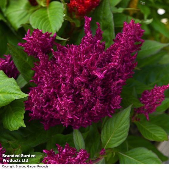 Celosia 'First Flame Mix'