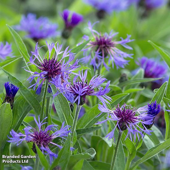 Centaurea montana