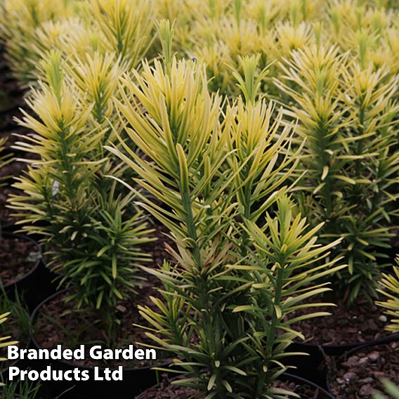 Cephalotaxus harringtonia 'Korean Gold'