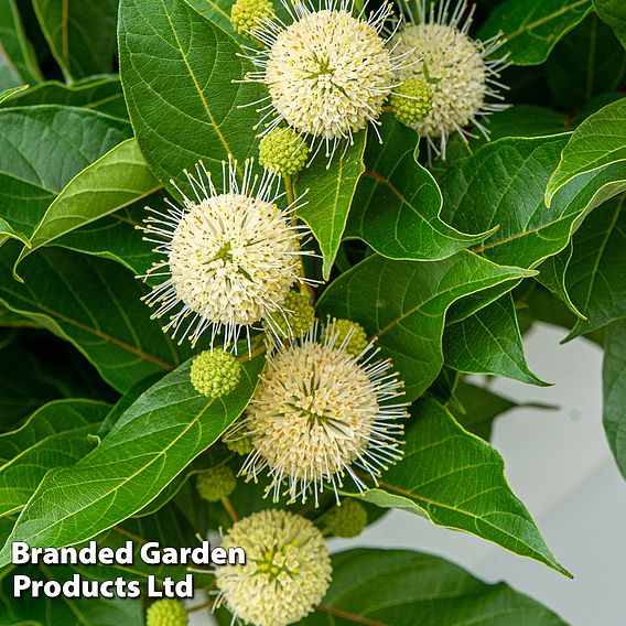 Cephalanthus occidentalis 'Honeyballs'