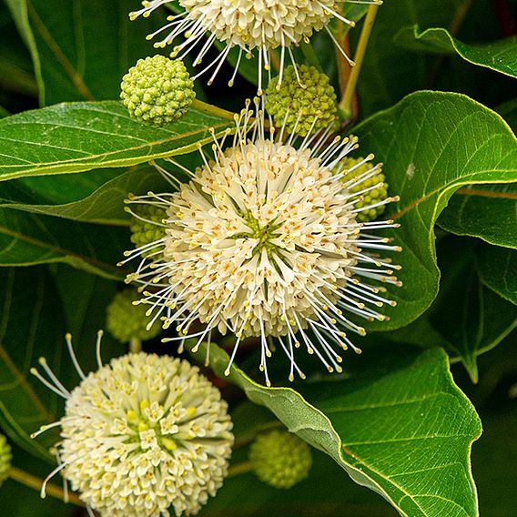 Cephalanthus occidentalis 'Honeyballs'