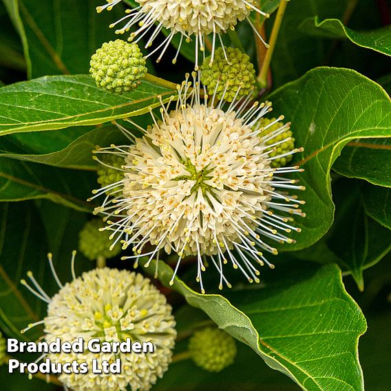 Cephalanthus occidentalis 'Honeyballs'