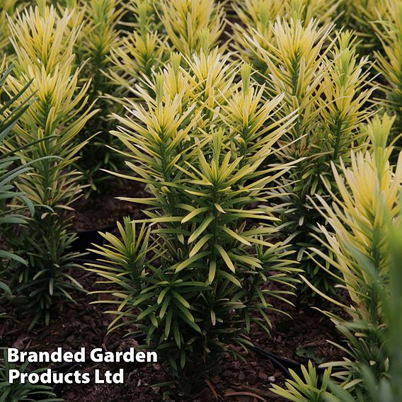 Cephalotaxus harringtonia 'Korean Gold'