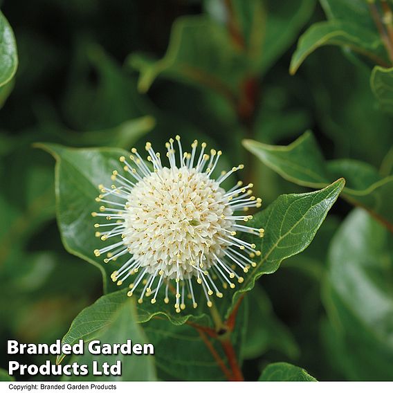 Cephalanthus 'Magical Moonlight'