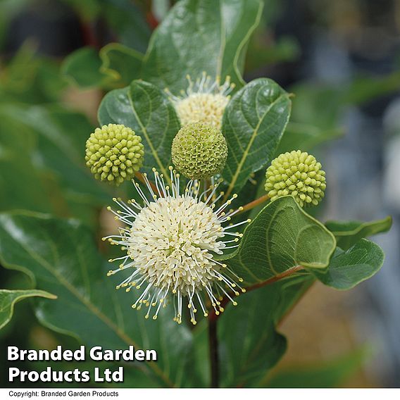 Cephalanthus 'Magical Moonlight'