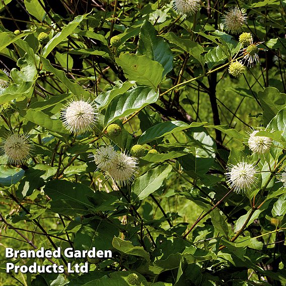 Cephalanthus occidentalis 'Sugar Shack'