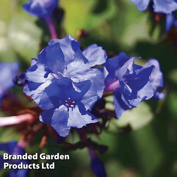 Ceratostigma willmottianum 'Forest Blue'