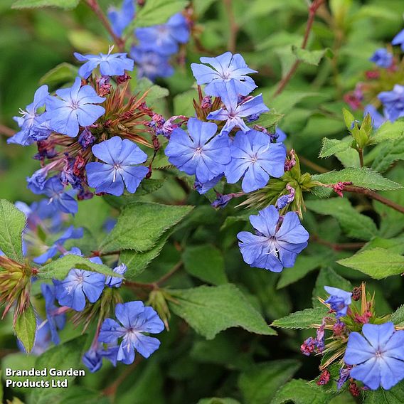 Ceratostigma willmottianum 'Forest Blue'