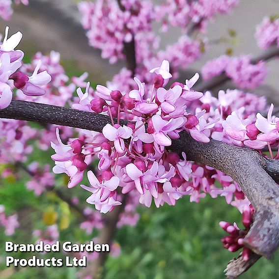 Cercis chinensis 'Avondale'