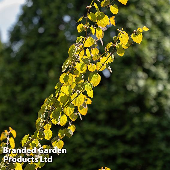 Cercidiphyllum japonicum