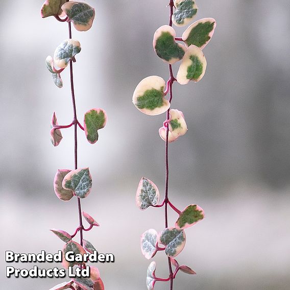 Ceropegia linearis subsp. woodii 'Variegata'