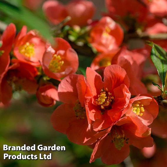 Chaenomeles x superba 'Clementine'