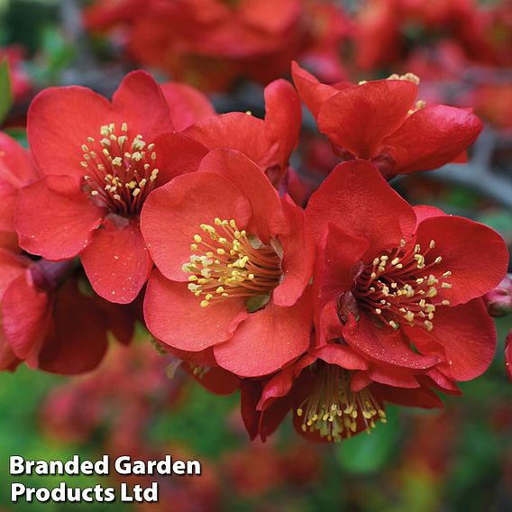 Chaenomeles x superba 'Crimson and Gold'