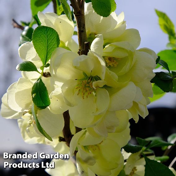 Chaenomeles speciosa 'Lemon Sorbet'