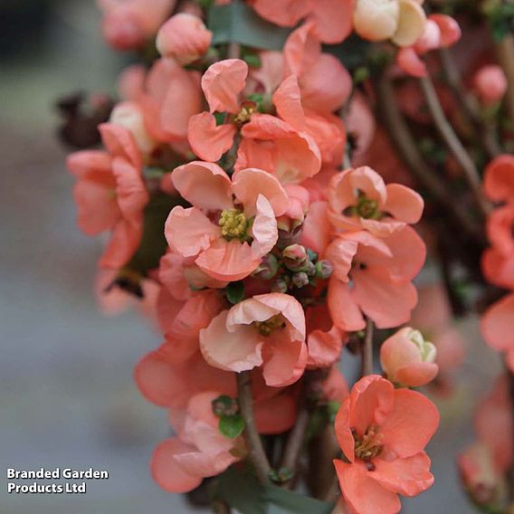 Chaenomeles x superba 'Salmon Horizon'