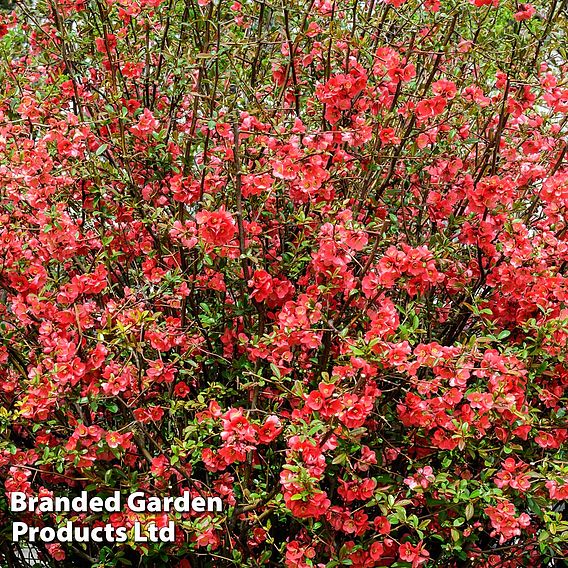 Chaenomeles 'Scarlet Storm'