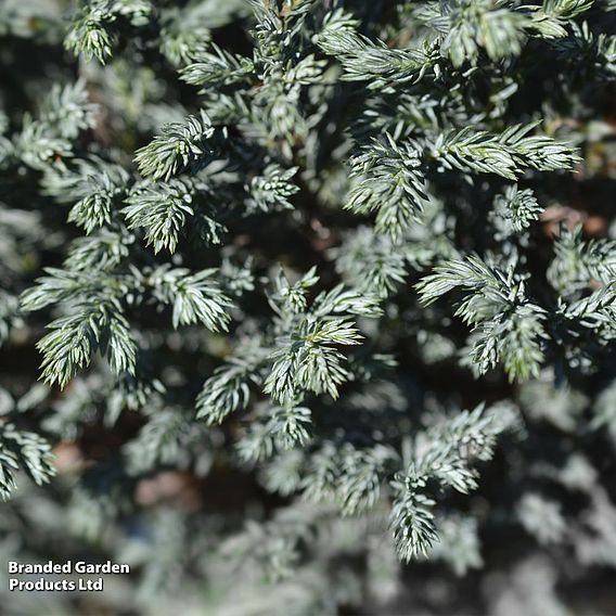 Chamaecyparis pisifera 'Blue Moon'