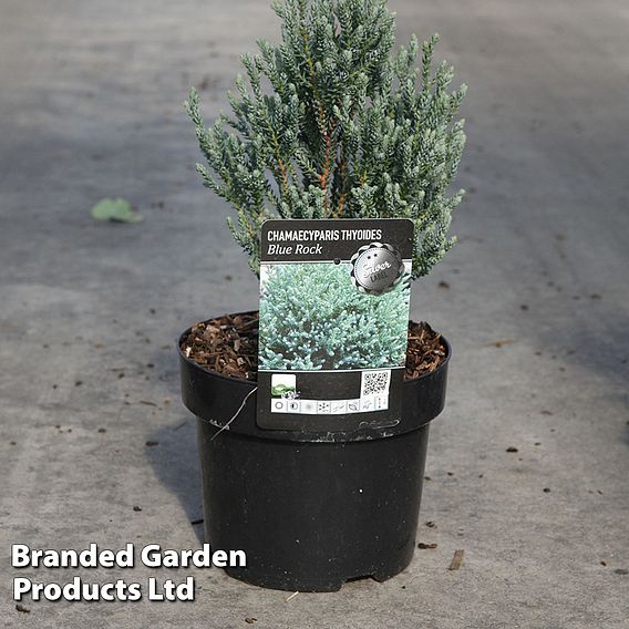 Chamaecyparis thyoides 'Blue Rock'