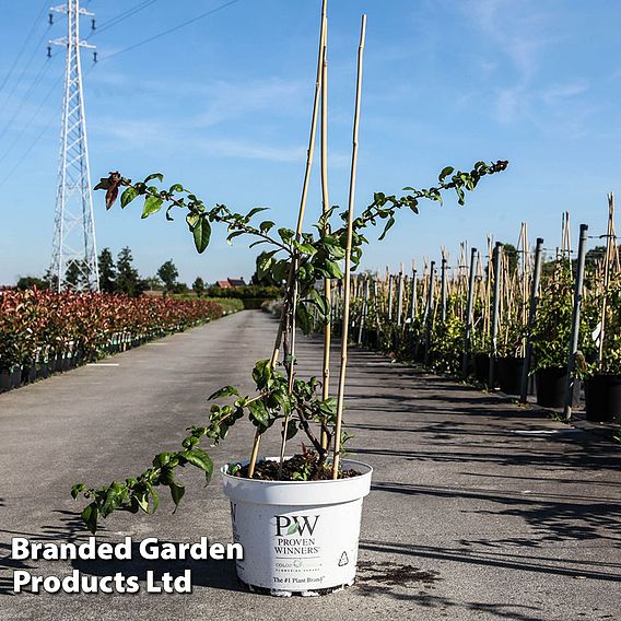 Chaenomeles speciosa 'Mango Storm'