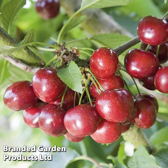 Cherry 'celeste' 