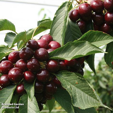 Cherry 'Kordia'