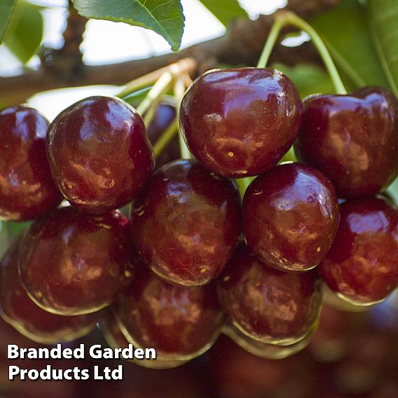 Cherry Duo Patio Fruit Trees | Suttons