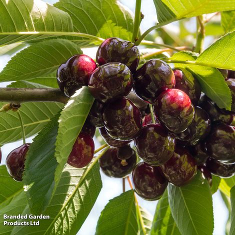 Cherry 'Sunburst'