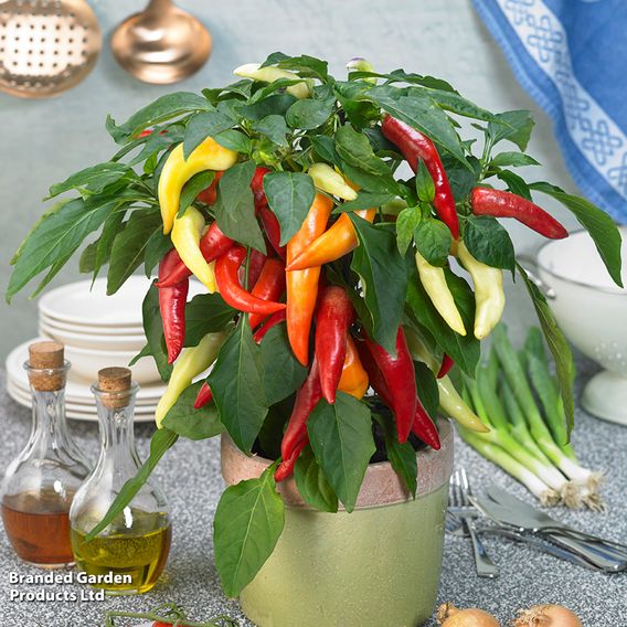 Chilli Pepper 'Galaxy Tricolour'