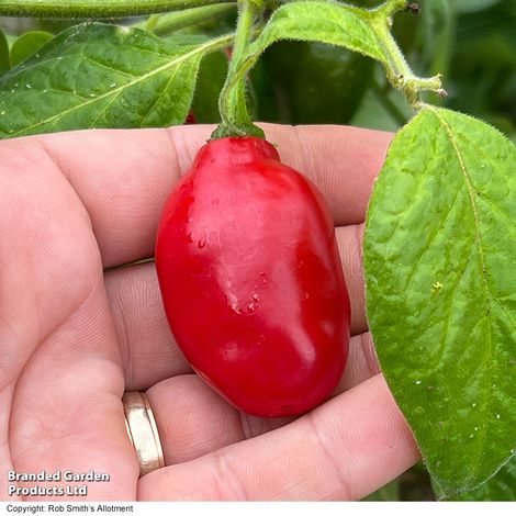 Chilli Pepper 'Scallywag' - Seeds