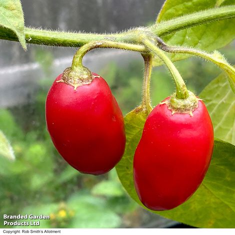 Chilli Pepper 'Scallywag' - Seeds