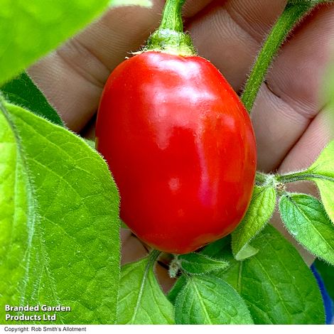 Chilli Pepper 'Scallywag' - Seeds