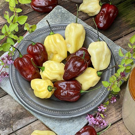 Chilli Pepper 'White Chocolate' - Seeds