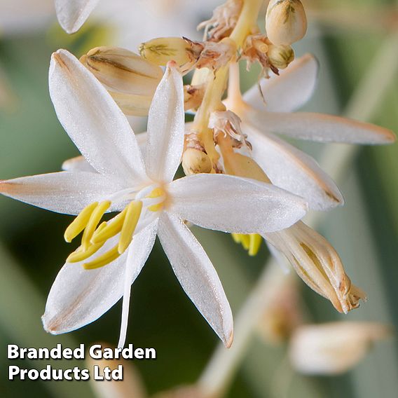 Chlorophytum saundersiae 'Starlight'