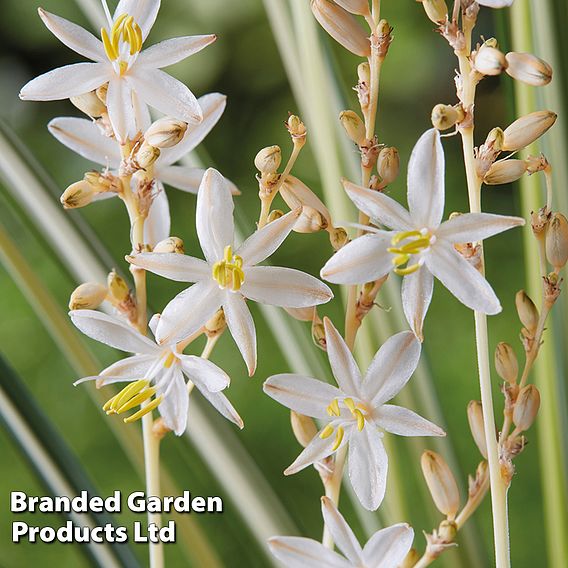 Chlorophytum saundersiae 'Starlight'