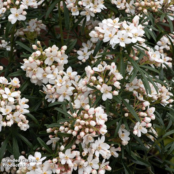 Choisya ternata 'Scented Gem'