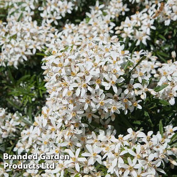 Choisya x dewitteana 'White Dazzler'