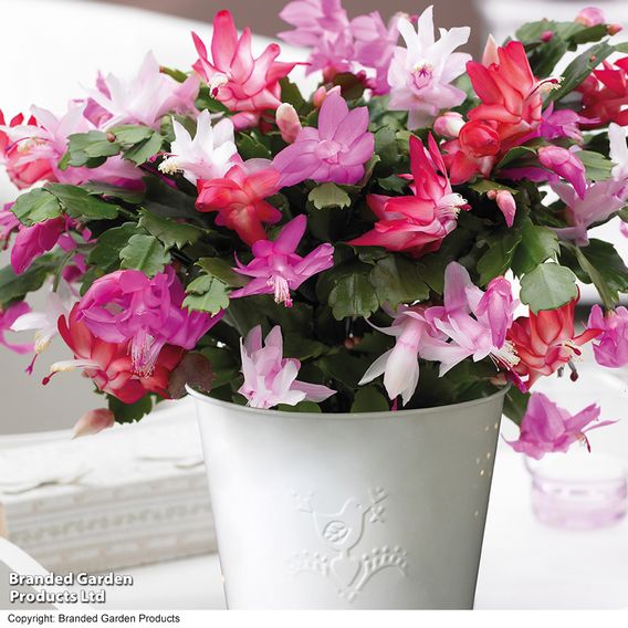 Christmas Cactus Multicoloured - Gift