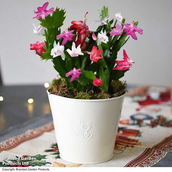 Christmas Cactus Multicoloured - Gift