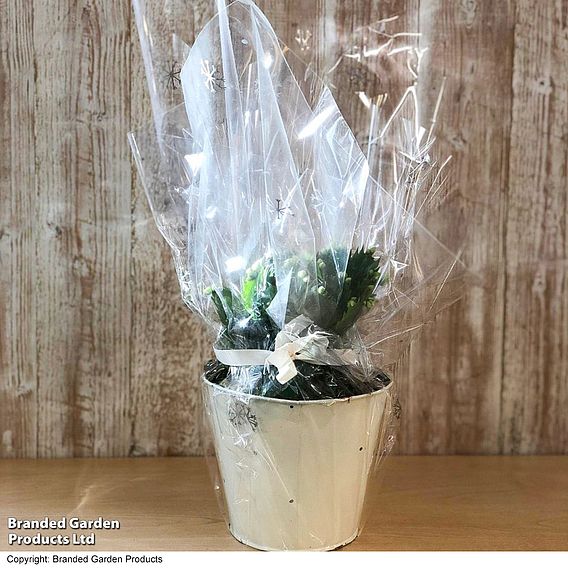 Christmas Cactus 'White' - Gift