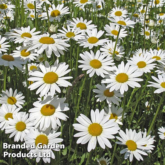 Chrysanthemum vulgare 'May Queen'