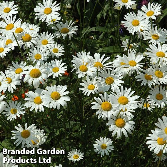 Chrysanthemum 'Silver Princess'