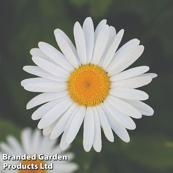 Chrysanthemum 'Silver Princess'