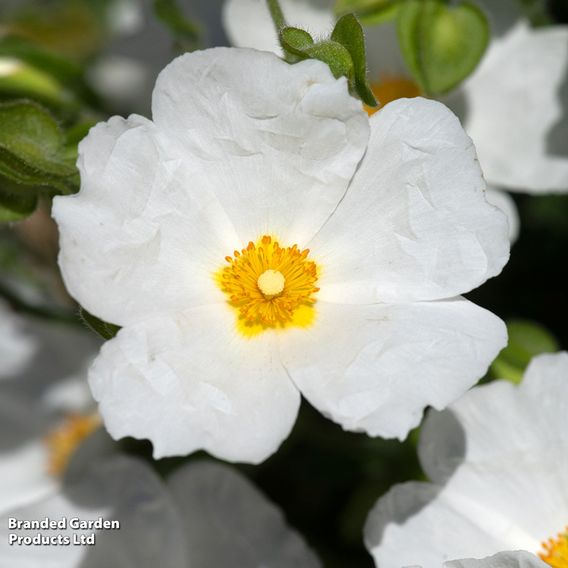 Cistus x obtusifolius 'Thrive'