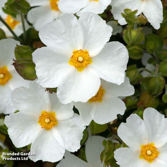 Cistus x obtusifolius 'Thrive'