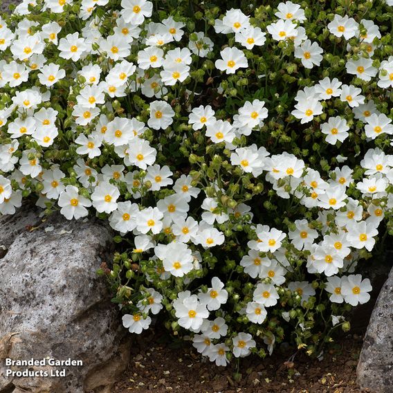 Cistus x obtusifolius 'Thrive'